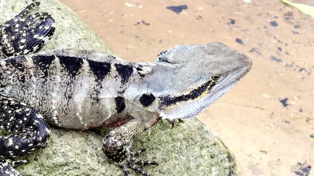 Colorful Australian water dragon Intellagama lesueurii resting on a stone edge, slight head movement, calm reptile behavior, vivid scales in natural light. 