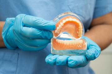 Asian dentist holding dental teeth model for learn about dentistry.