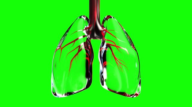 Model of lung made from transparent glass on green screen. There is movement of internal blood vessels. Can be used background in Medical or science industry, 3d render.