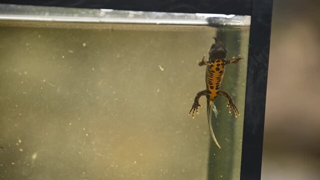 Wild Great Crested Newt swims to top of small field aquarium then floats to bottom with other newts, captured for study, close up.