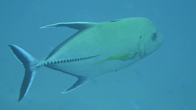 Single black trevally cruises steadily past the camera in midwater above reef slope in Banda Sea, Maluku, Indonesia.