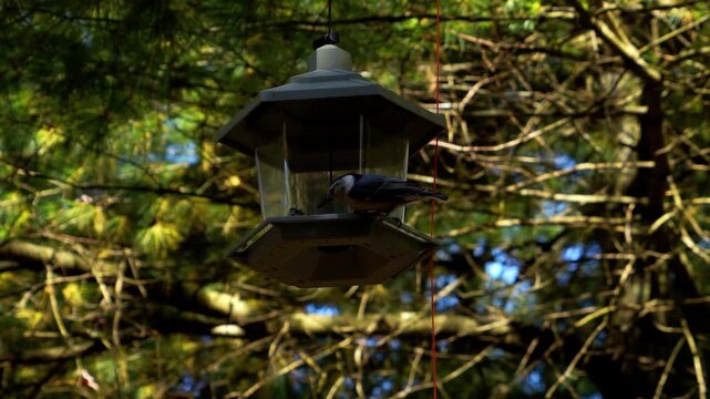 Bird Feeder In Woods, Nuthatch Bird Flies In To Feed And Hangs Upside Down From Feeder For A Short Time