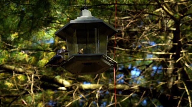 Slow Motion Of A Bird Feeder In Woods, Nuthatch Bird Flies In To Find His Perfect Snack