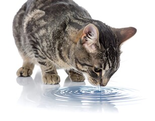 A tabby cat bends to drink water, ripples forming from its nose, against a white background with light reflections