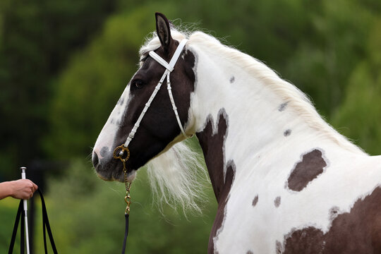 American painted horse against the backdrop of spring greenery