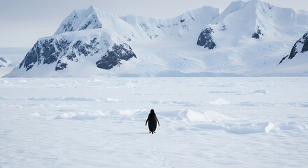 Lonely penguin standing on an icy landscape with snowy mountains