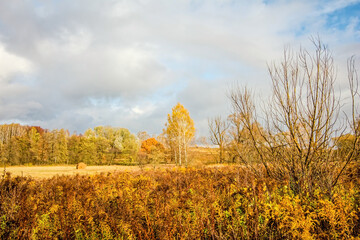 Bright birch forest in late autumn in cloudy weather