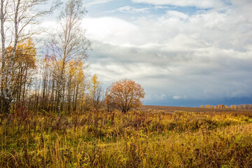 Bright birch forest in late autumn in cloudy weather