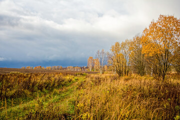 Bright birch forest in late autumn in cloudy weather