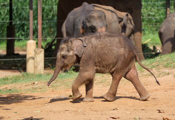 A baby elephant walking on the ground