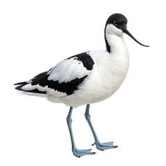 Obraz premium Avocet bird with black and white plumage, gracefully poised on thin blue legs, isolated against a pure white background