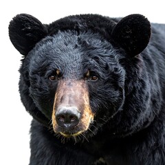 A black bear peers forward, its dense fur a stark contrast to the clean, bright white background