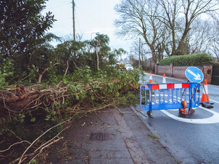 A tree felled in high winds causing an obstruction in the road