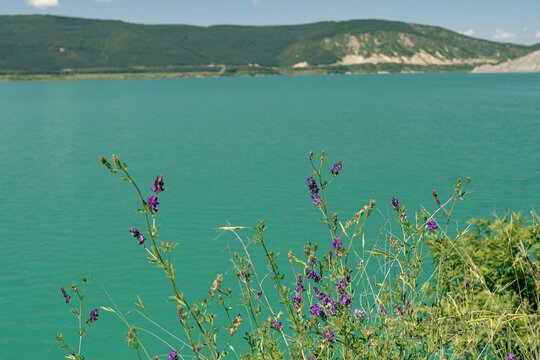 Purple Wildflowers Overlooking Vibrant Turquoise Lake and Mountains