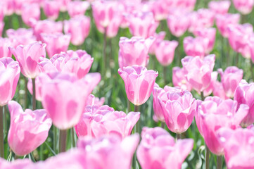 Fototapeta premium 春の陽射しに輝くピンク色のチューリップ畑 柔らかなボケと満開の花
