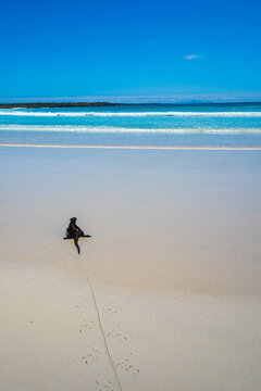 Marine Iguana On A Pristine Galapagos Beach