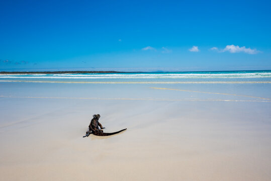 Marine Iguana On A Pristine Galapagos Beach