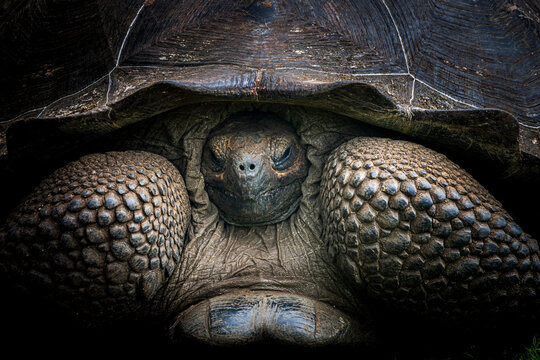 Detailed Portrait Of A Giant Galapagos Tortoise