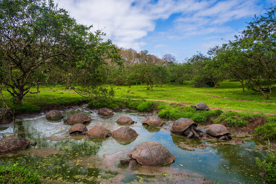 Giant Galapagos Tortoises Wallowing In A Muddy Pond
