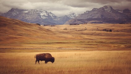 A lone bison grazes in a vast field, snowy mountains in the background, under cloudy skies