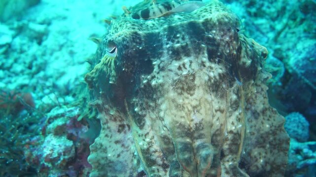 Cuttlefish rests motionless on coral, skin pattern shifting with reef textures in Banda Sea, Maluku, Indonesia.