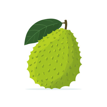 Modern flat 2D vector illustration of Soursop, clean and minimal design, isolated on white background.