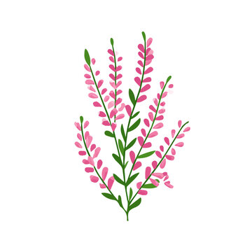 Heather, modern 2D flat vector illustration in icon style, isolated on pure white background.