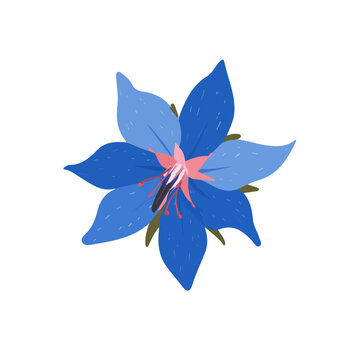 Flat 2D vector illustration of Borage Flower, simple icon style on a clean white background.