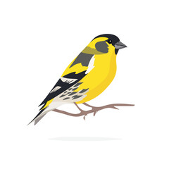 Obraz premium Modern flat 2D vector illustration of Serin, clean and minimal design, isolated on white background.