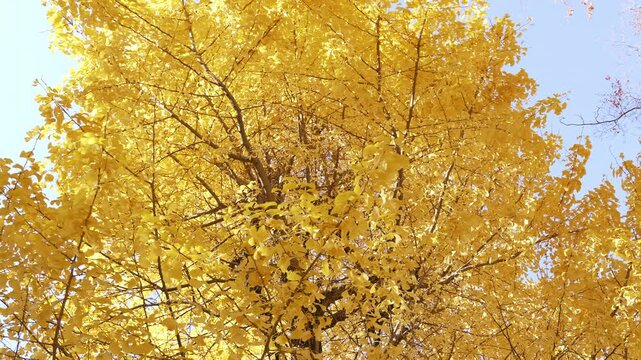 Golden ginkgo tree canopy swaying against a clear blue sky in Tokyo.