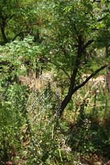 Colorful plants in a Mediterranean garden. Selective focus.