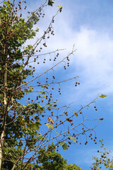 Colorful plants in a Mediterranean garden. Selective focus.