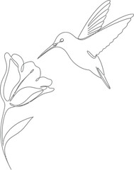 Fototapeta premium Minimalist continuous line drawing of a hummingbird approaching a delicate flower bloom