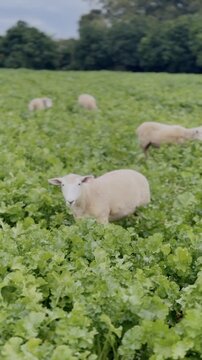Two sheep graze in a lush green field in New Zealand. The sheep are eating turnips, a common practice to feed livestock and improve soil health.