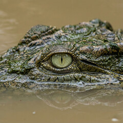 Fototapeta premium Piercing Crocodile Eye Emerging from Murky Waters