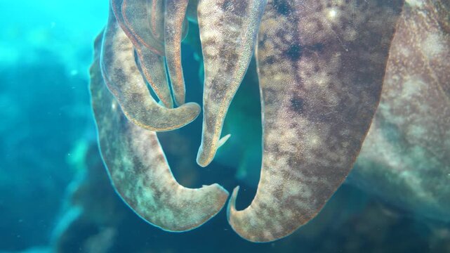 Cuttlefish extends its tentacles and shifts color and texture while hovering above reef in Banda Sea, Maluku, Indonesia.