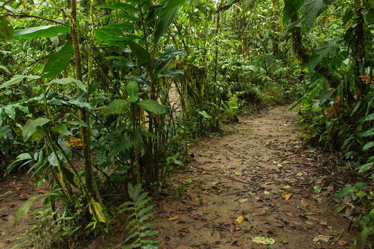Hiking track in Minjoy Park in Mindo, Ecuador, South America
