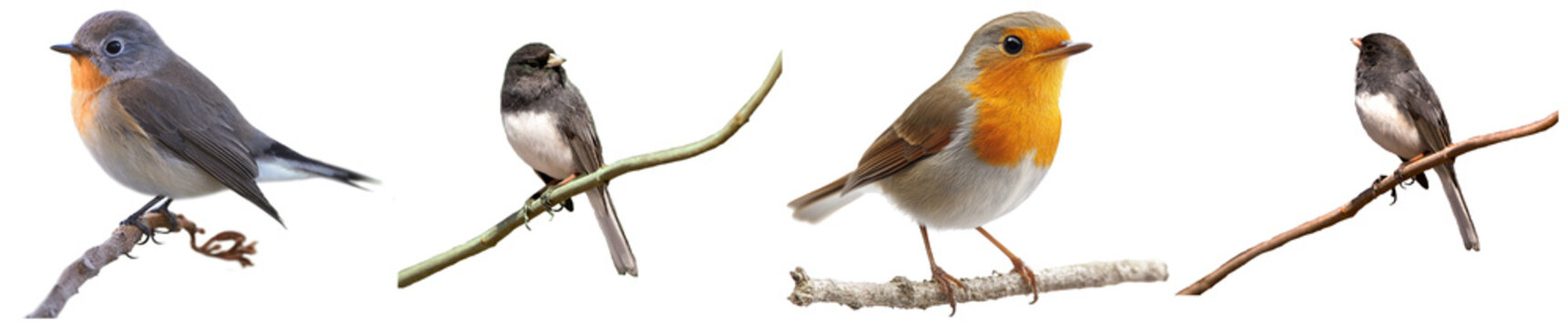 diverse collection of small wild birds perched gracefully on natural tree branches against a clean, isolated transparent background.