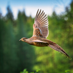 pheasant, in flight, game, bird, forest, wild, hunt, to hunt, nature, on the move, on the ground
