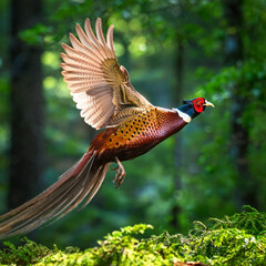 pheasant, in flight, game, bird, forest, wild, hunt, to hunt, nature, on the move, on the ground