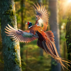 pheasant, in flight, game, bird, forest, wild, hunt, to hunt, nature, on the move, on the ground