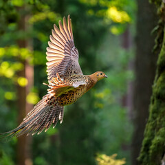 pheasant, in flight, game, bird, forest, wild, hunt, to hunt, nature, on the move, on the ground