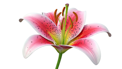 Pink Lily Flower with Black Spots