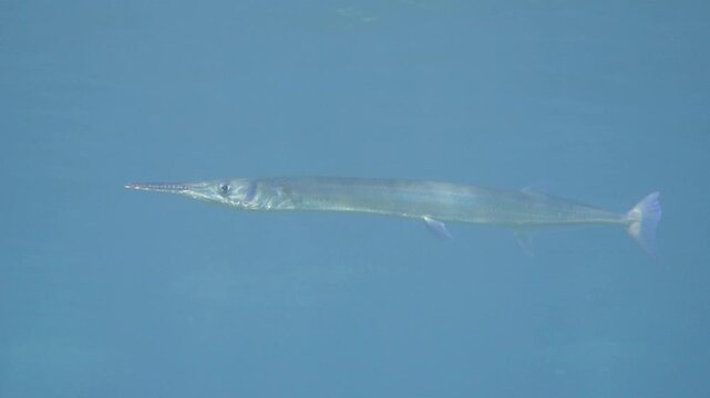 A small group of needlefish glides just beneath the water&rsquo;s surface in Banda Sea, Maluku, Indonesia.