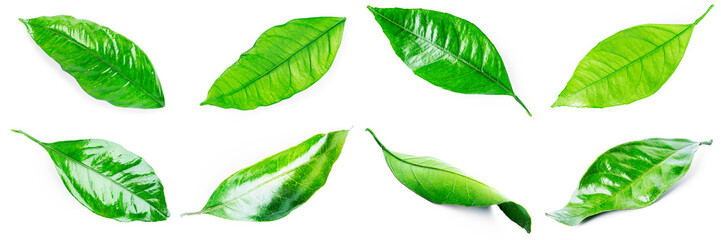 Citrus leaves collection isolated on a white background. . High quality photo