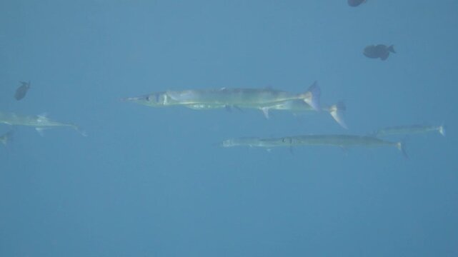 Lone needlefish swims horizontally just below the surface over clear blue water in Banda Sea, Maluku, Indonesia.