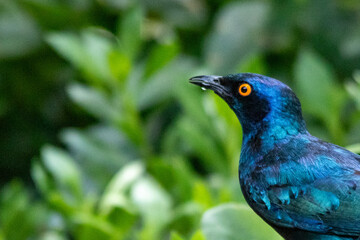 South African birds - portrait of a strikingly blue Cape starling 