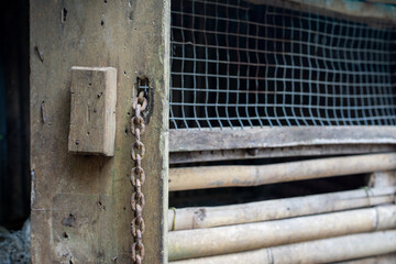 Rusty chain lock on an old wooden chicken coop door © AnrizStock