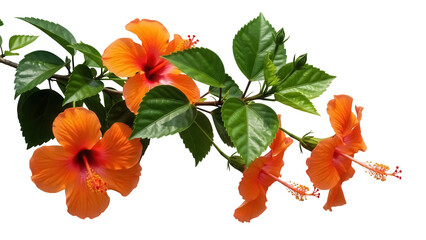 Vibrant orange hibiscus flowers on a branch isolated PNG, tropical blossoms with green leaves on transparent background for summer designs © Nina
