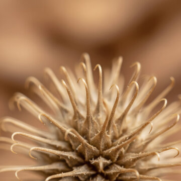 Microscopic hooks of a cocklebur in macro detail against a soft brown background